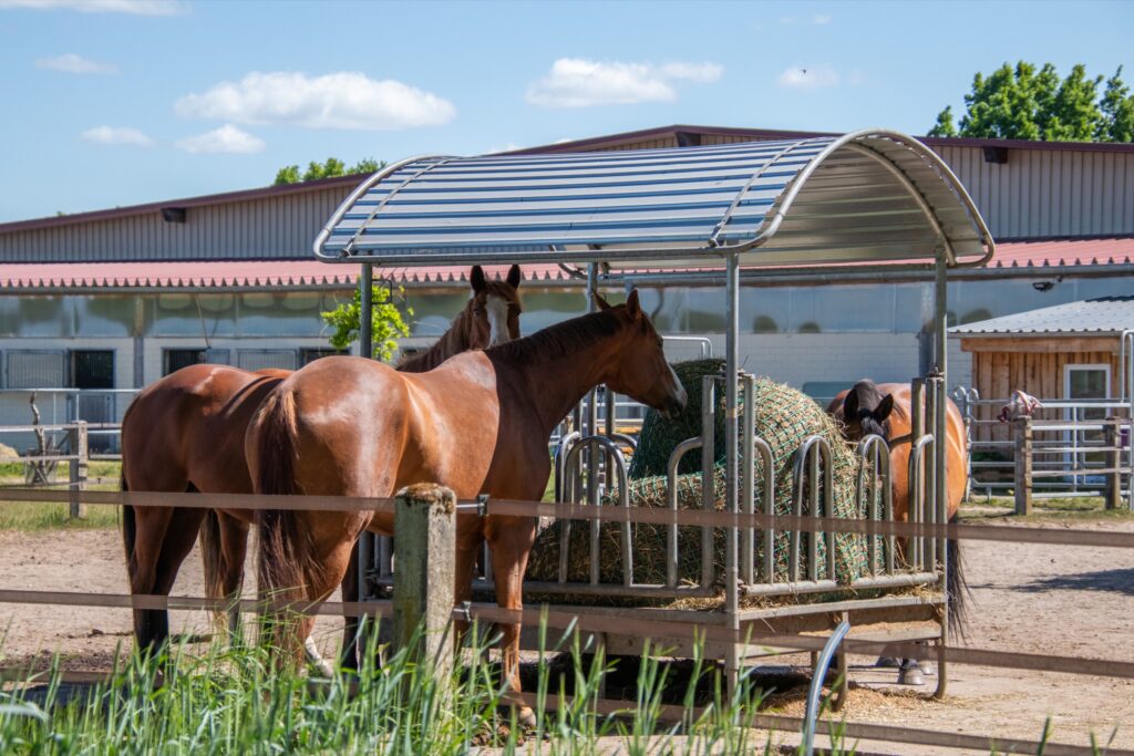 Zwei braune Pferde stehen an einem Futterwagen mit Heu auf einem Reiterhof.